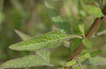 Clustered bushmint